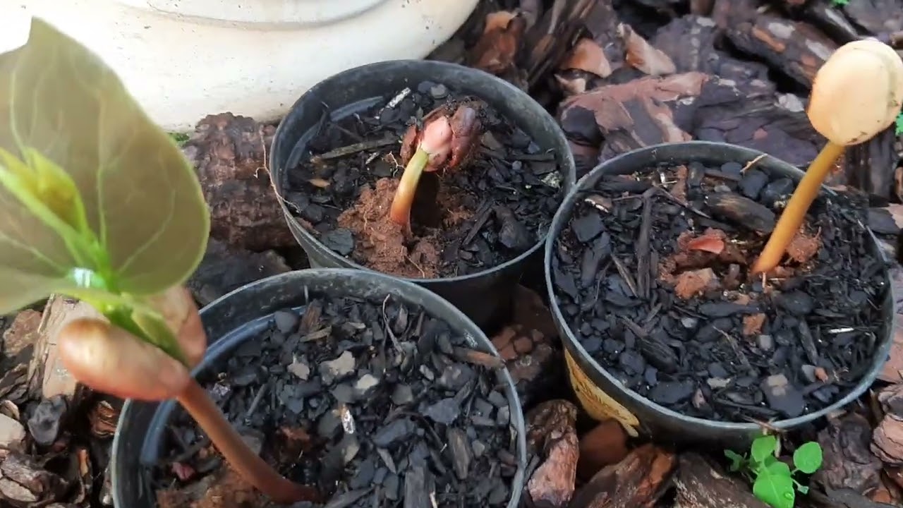 COMO GERMINAR SEMENTE DE JATOB&Aacute; PARA REPLANTIO.