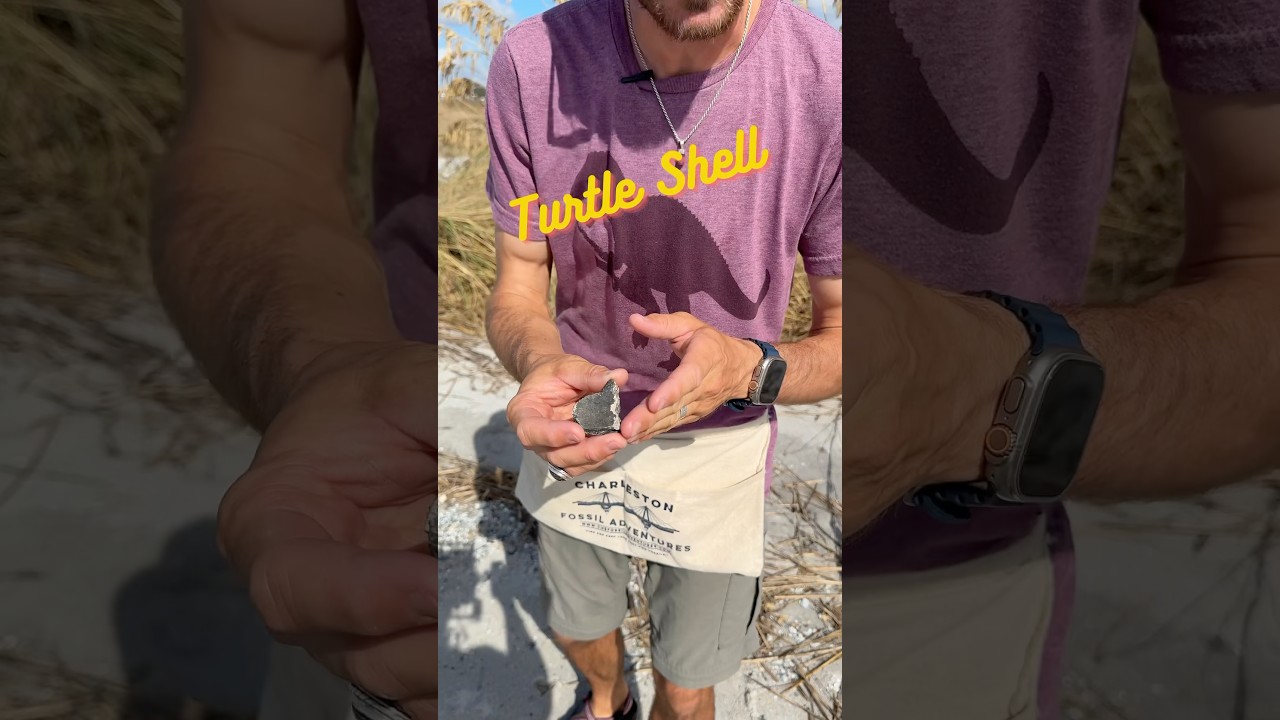 What does a paleontologist find on the beach? A special piece of turtle shell!🦈🐢#fossils