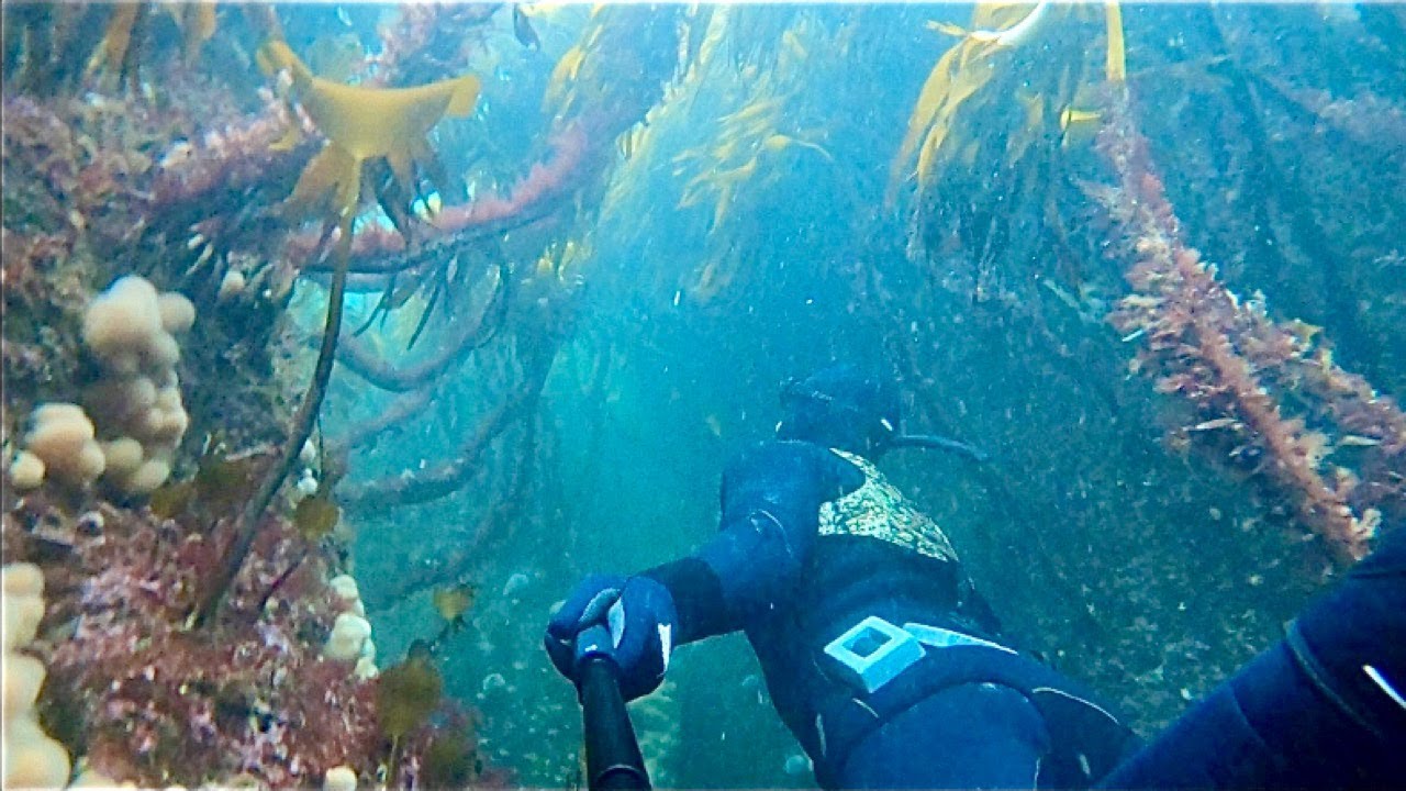 Snorkelling Scotland's great barrier reef