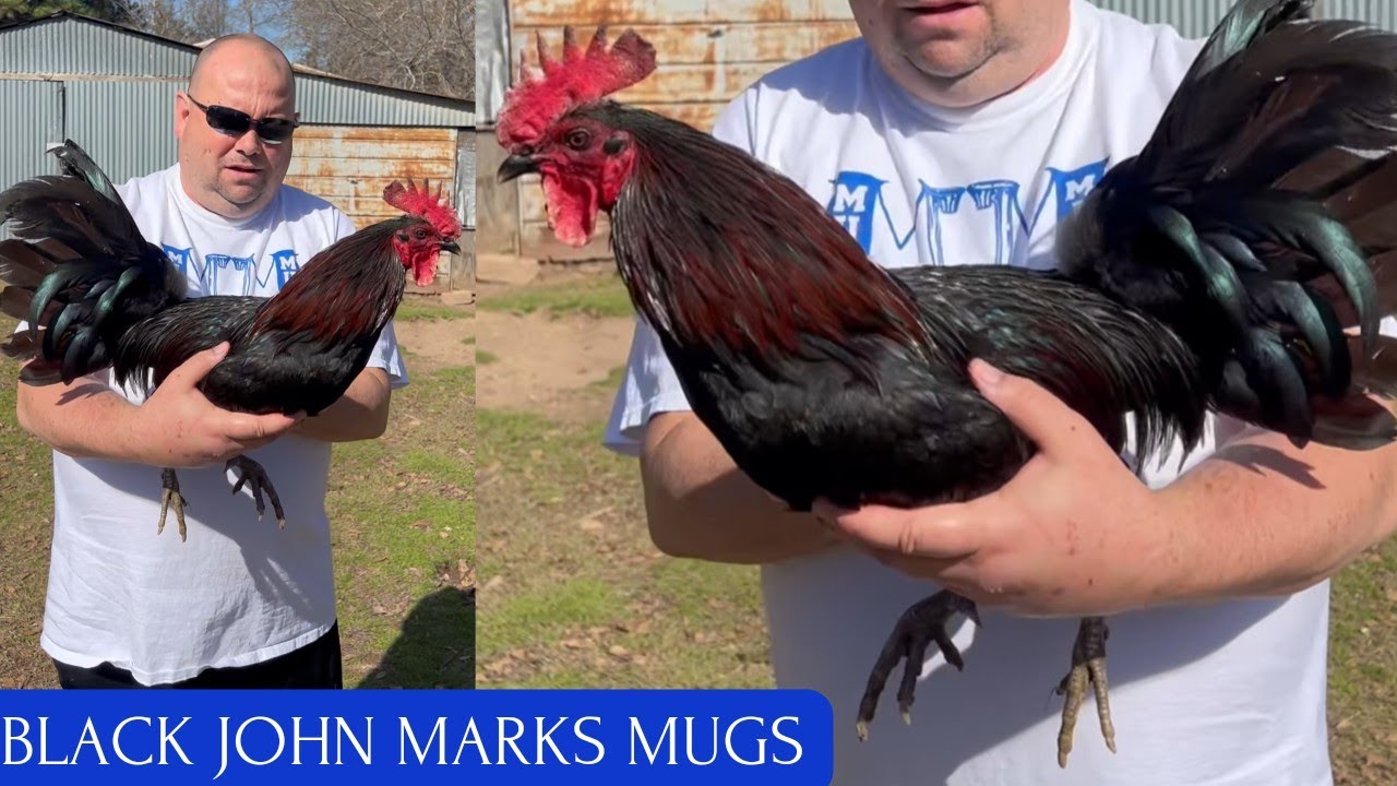 TEXAS ✅ Black Marks Mugs Asil Hatch Kelso - Beautiful Birds John Marks Mugs Farm