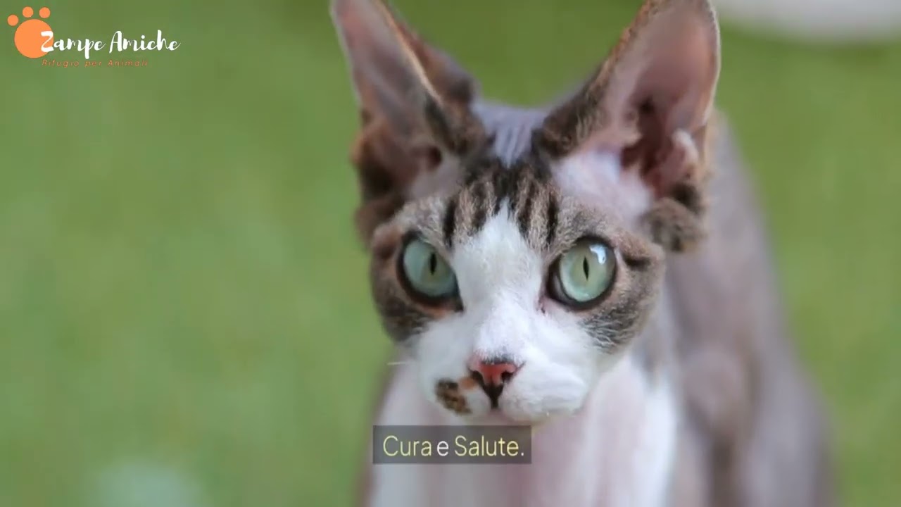 Devon Rex: Il Gatto Dall’aspetto Unico e Dalla Personalità Vivace | Guida Completa