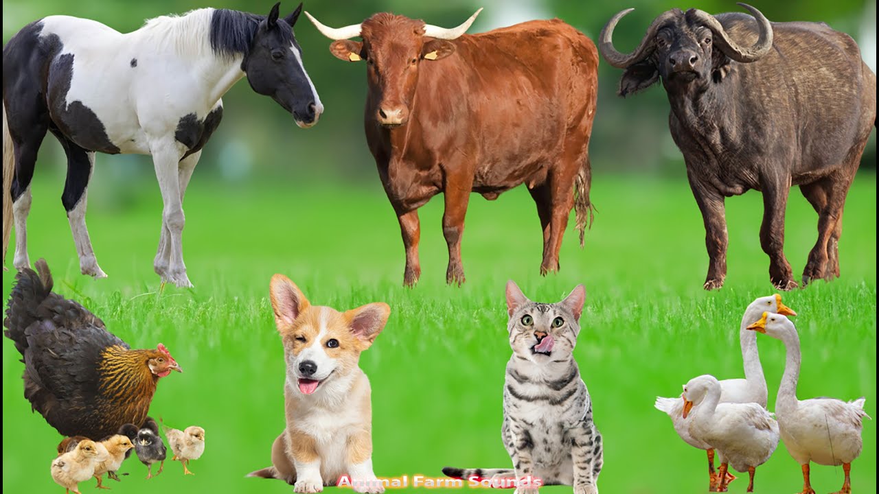 Collection of Cute Animal Sounds: Dog, Sheep, Cat, Horse, Cow, Cat, Chicken - Animal Moments