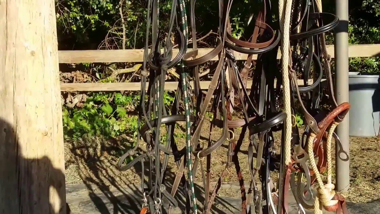 Understanding Bitless Bridles