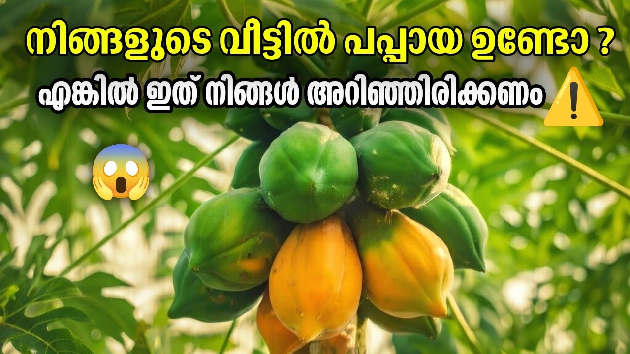 പപ്പായ തോരൻ കഴിക്കുന്നവർ ഇതറിയാതെ പോകരുത്😱 | Papaya Thoran Malayalam Recipe | Health Benefits Tips