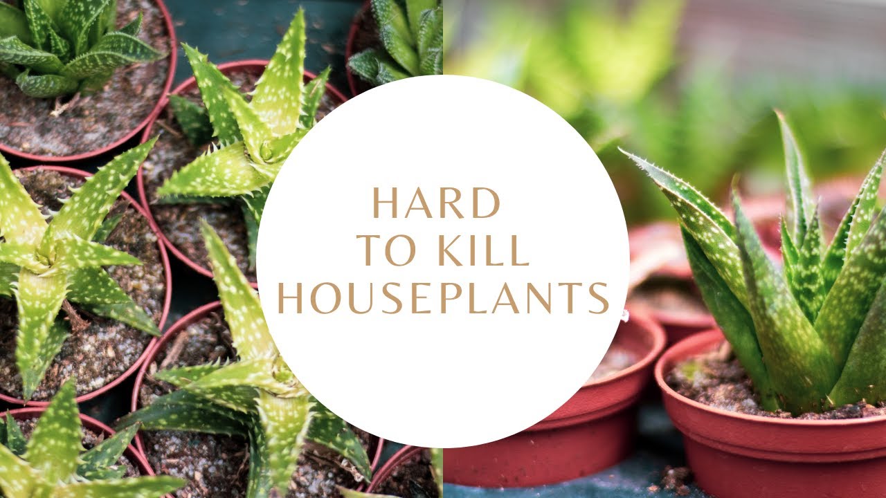 Hard to Kill Houseplants