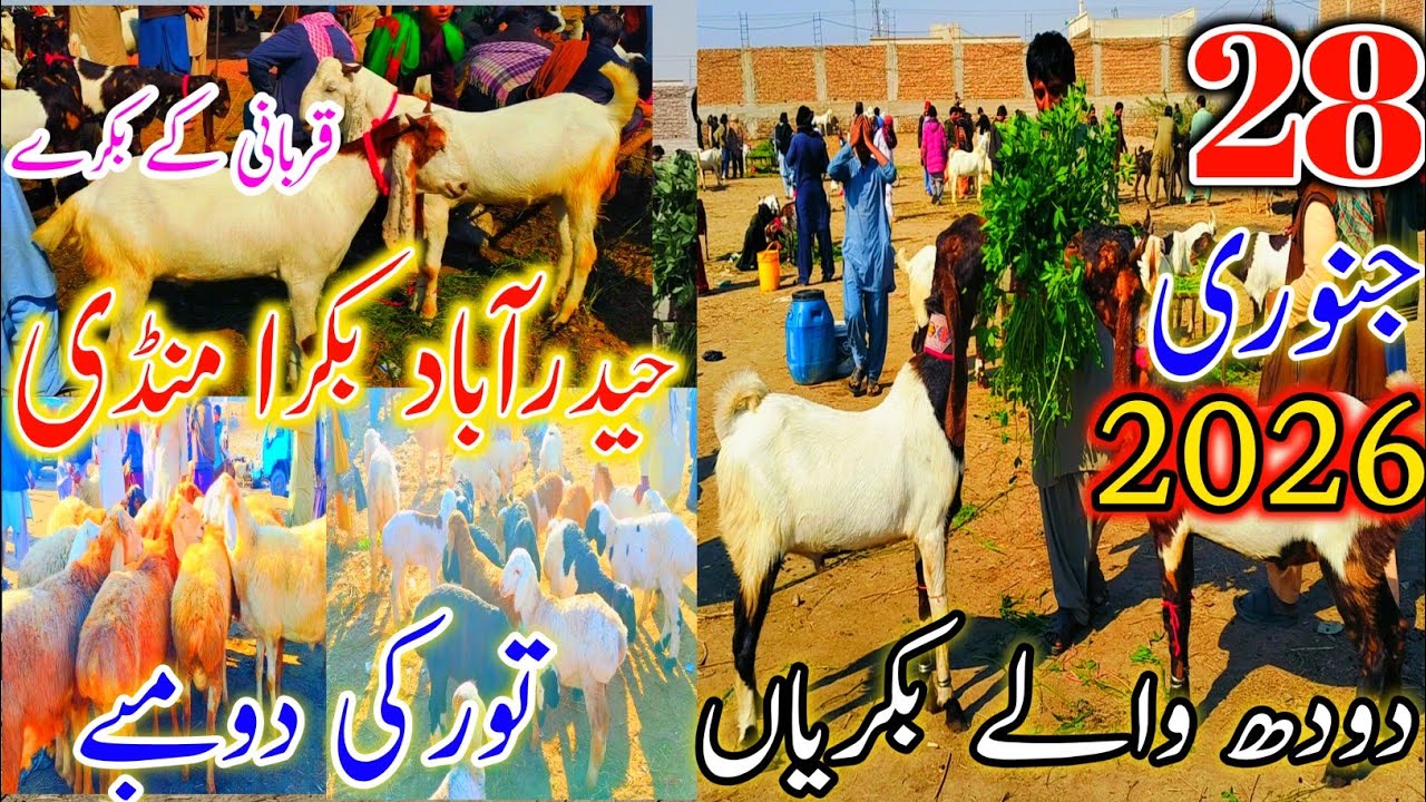 Hyderabad Biggest Bakra Mandi 2026 | Bakray, Bakhri, Baby Goats