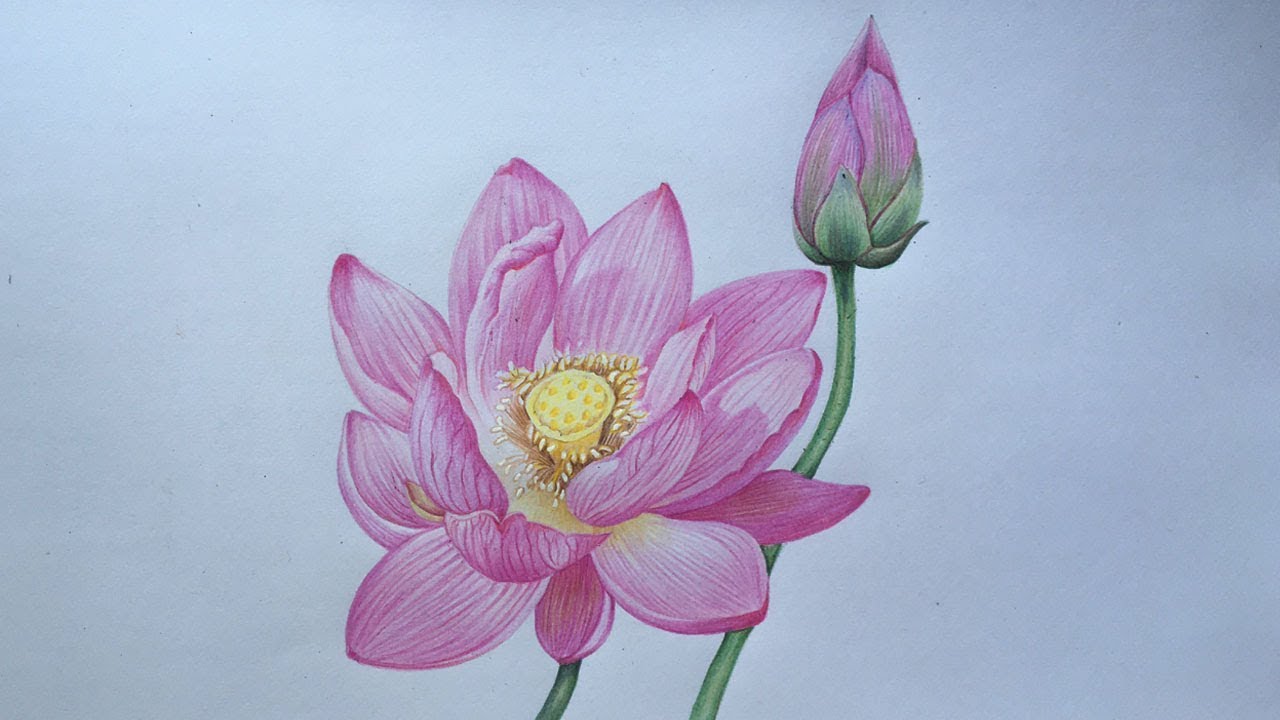 Lotus Drawing in Color Pencils | Flower Drawing Step by Step