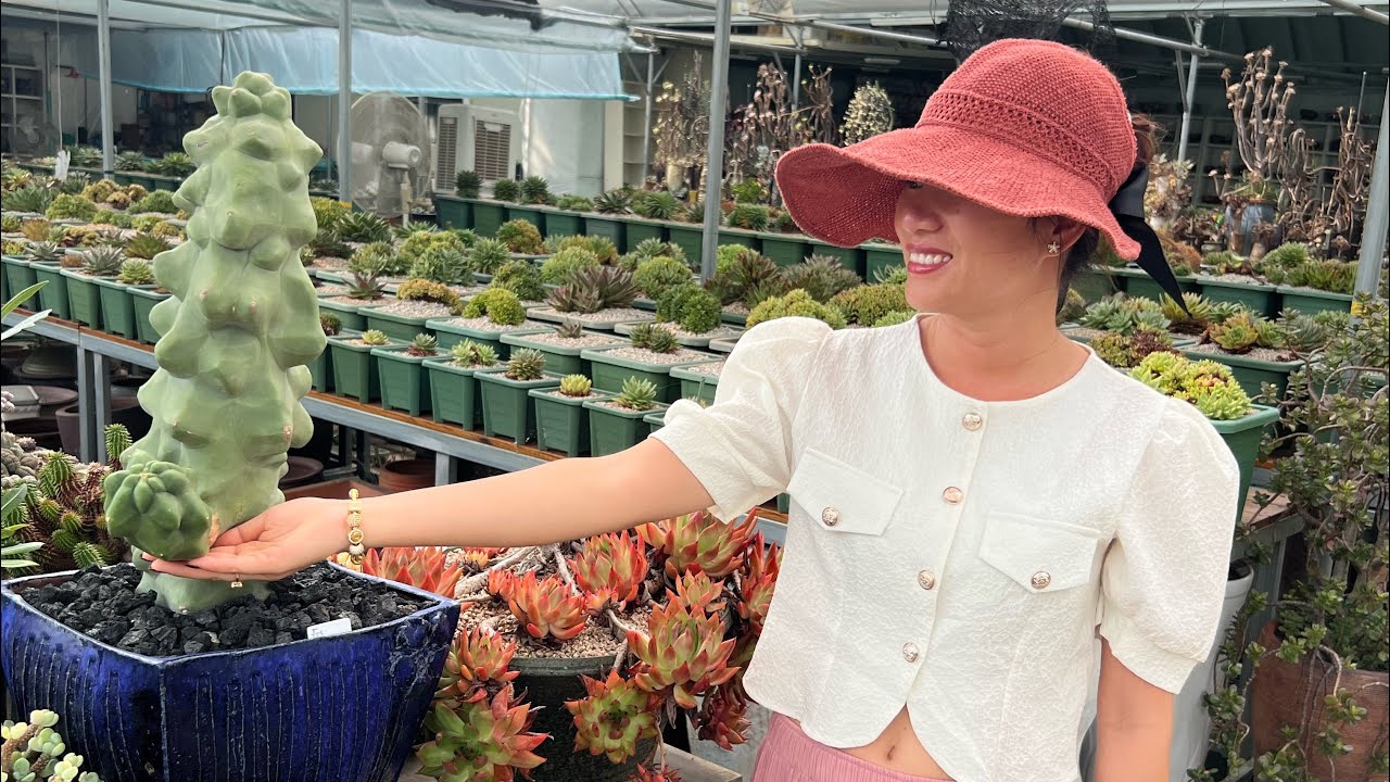 Day 4 in Korea 🇰🇷 Super rare & many years old plants- Korean cactus & succulents hunting trip ♥️🌵