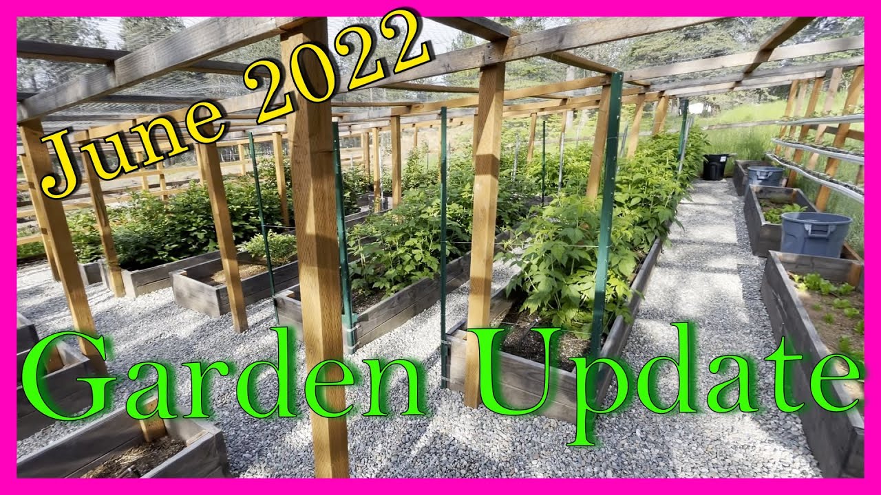 Totally Enclosed Garden and Greenhouse Update June 2022 (Including Boysenberries)