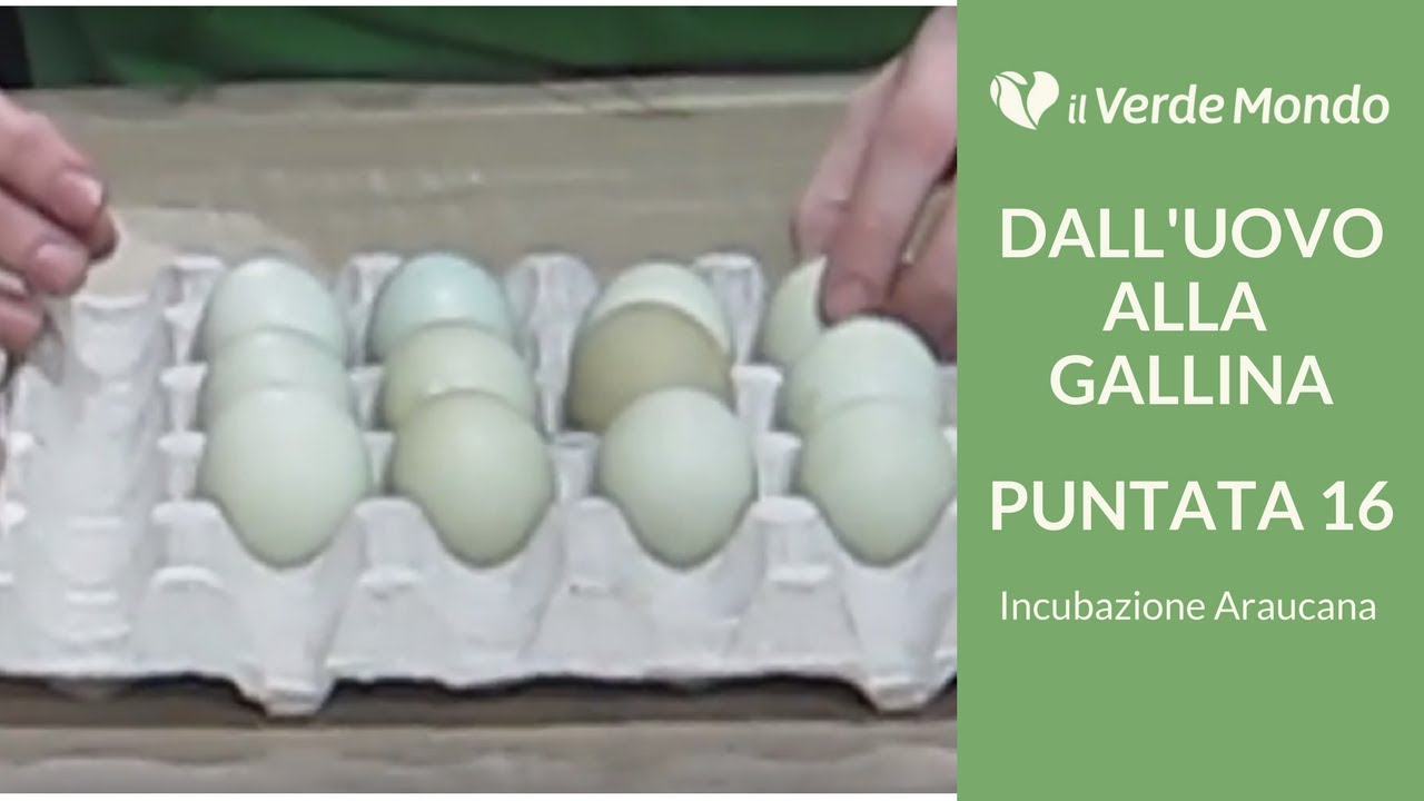 Incubazione di 12 Uova di Razza Araucana | Dall'uovo alla Gallina | Puntata 16