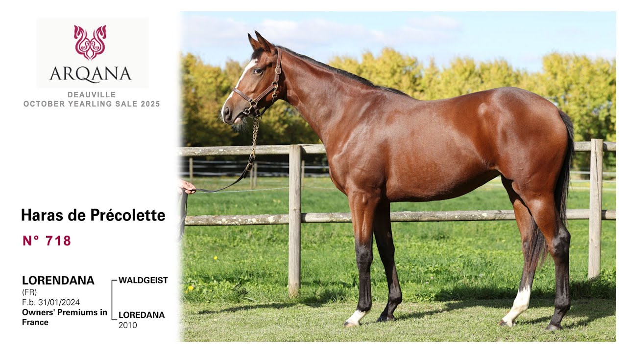 Arqana 2025.10 sale, N°718, F. / Waldgeist x Loredana / Azamour présentée par le Haras De Précolette