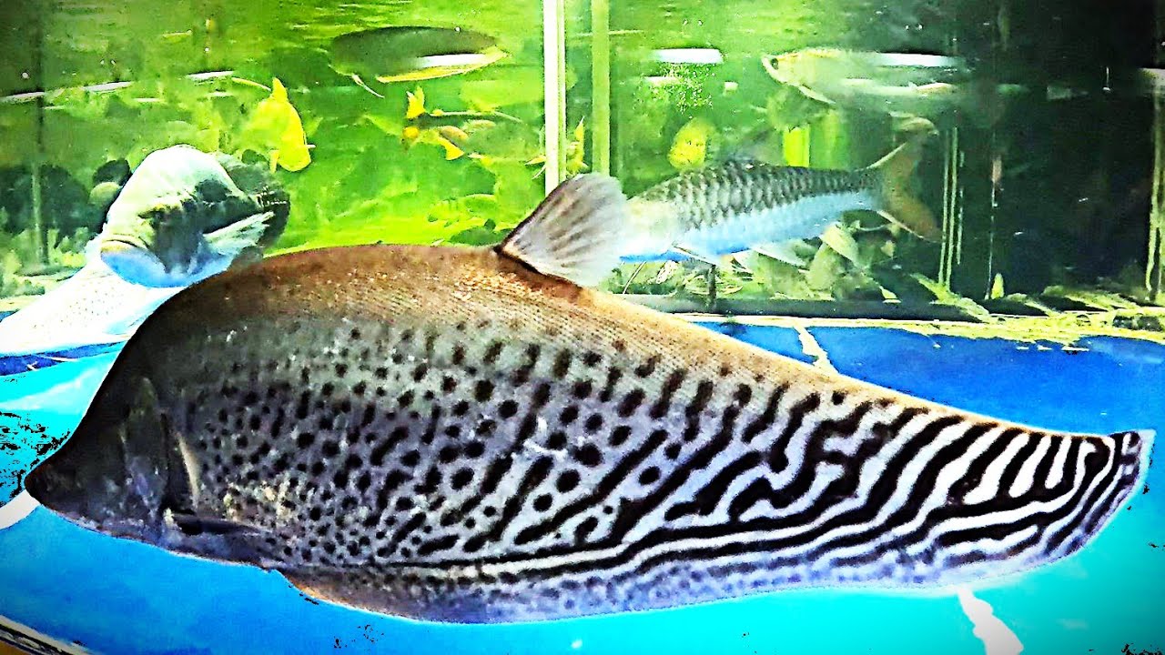 Three firsts: arrival of Drew & Madie's royal knife, arowana, TSN, & ornate & lapradei bichir