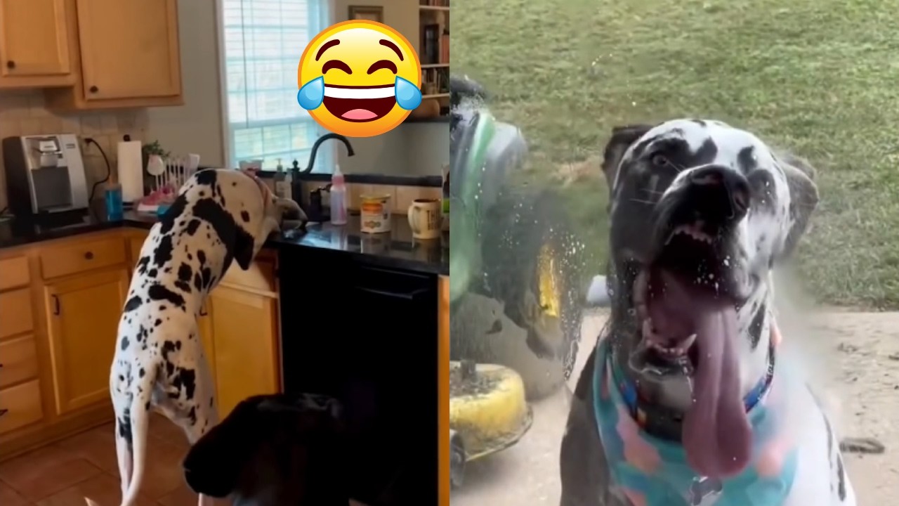 Funny Great Danes Dog Videos Try Not To Laugh