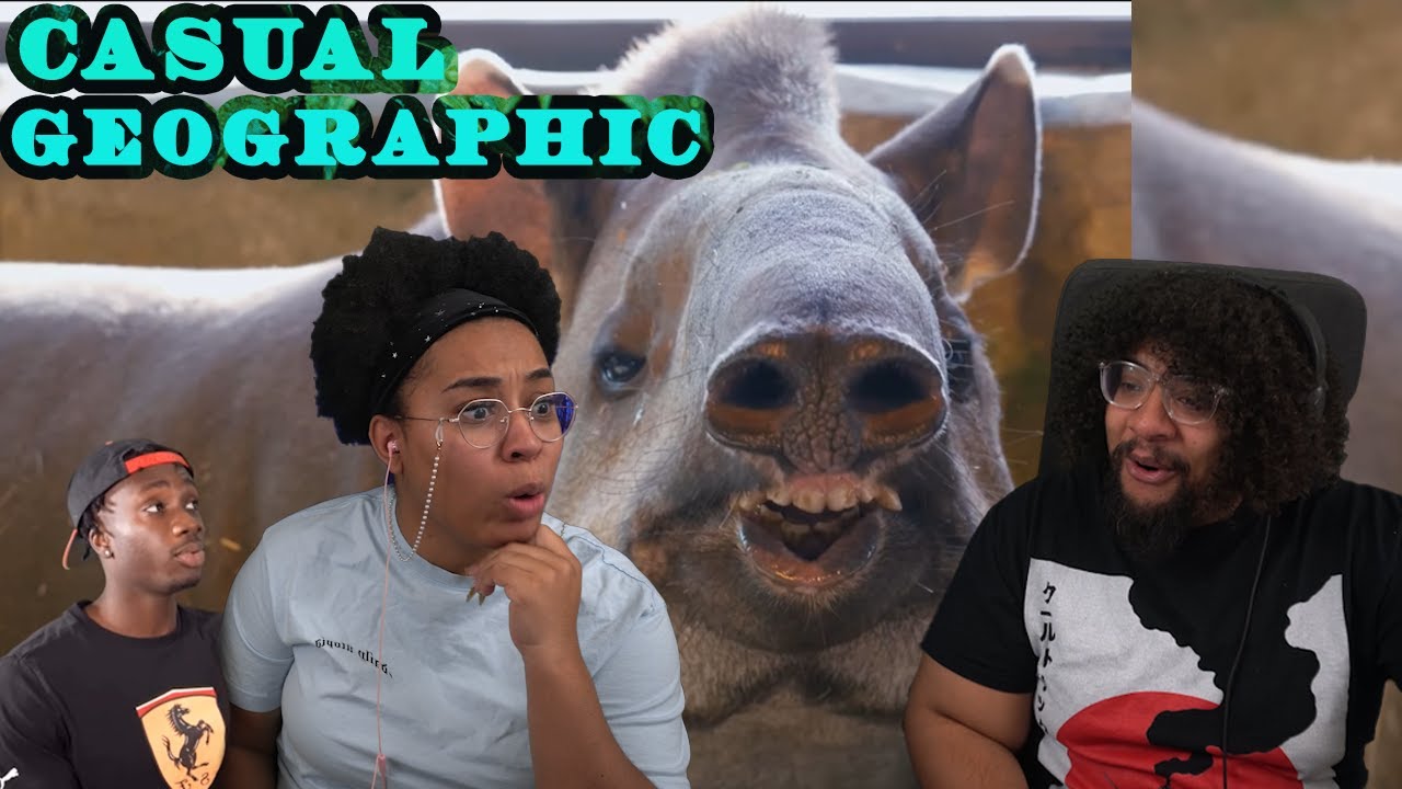 Вы НИКОГДА не видели таких животных раньше | Casual Geographic Reaction при участии Chavezz