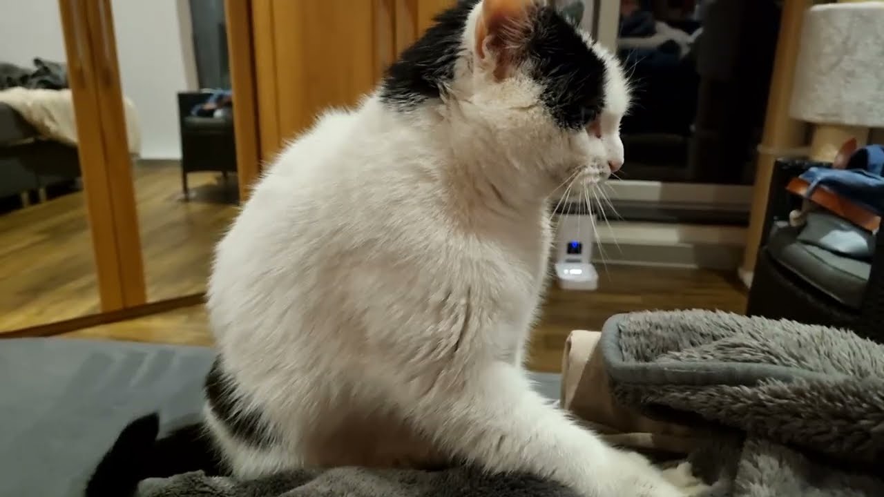 Late Night Biscuits
