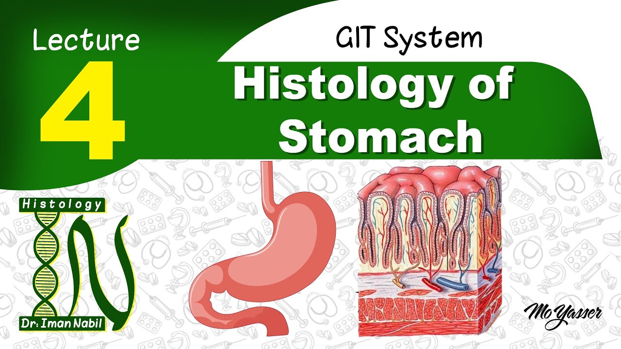 4-Histology of Stomach 2021-GIT