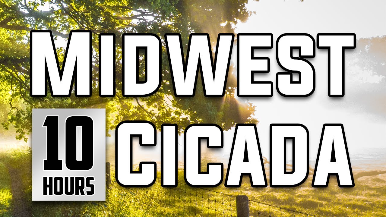 10 Hours of Midwest Cicada Sounds - Relaxing Natural Sounds