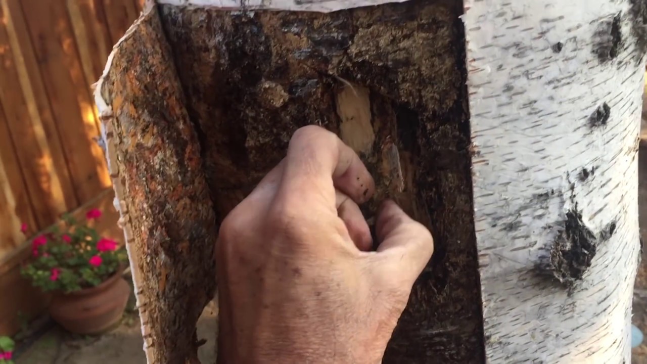 HAZARD Tree Removal