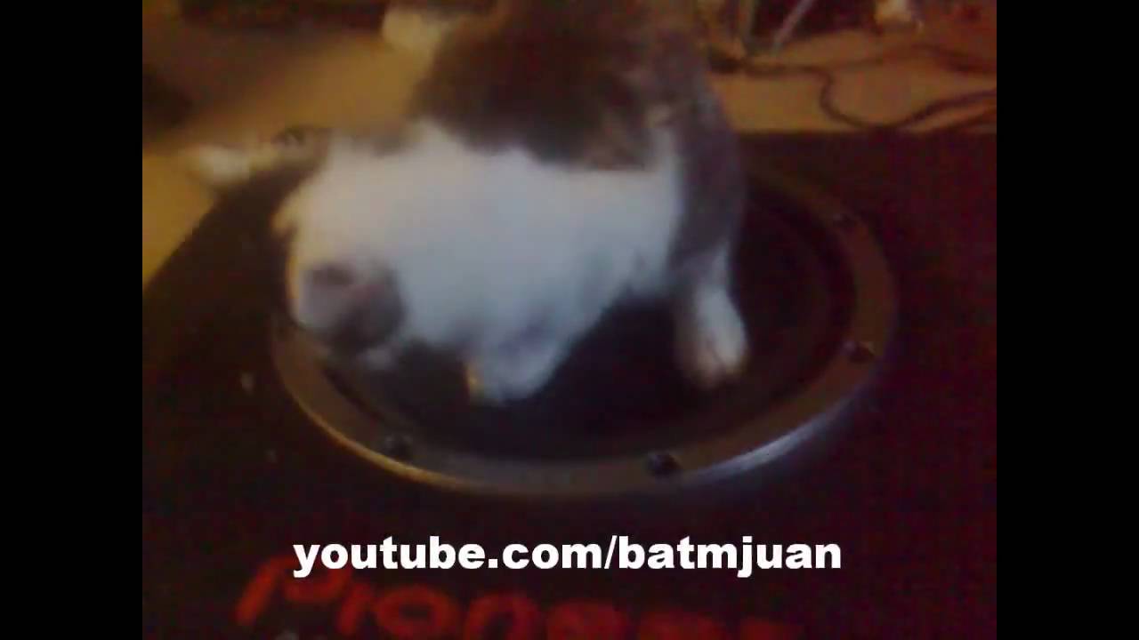 Subwoofer Cat - Subby Cat