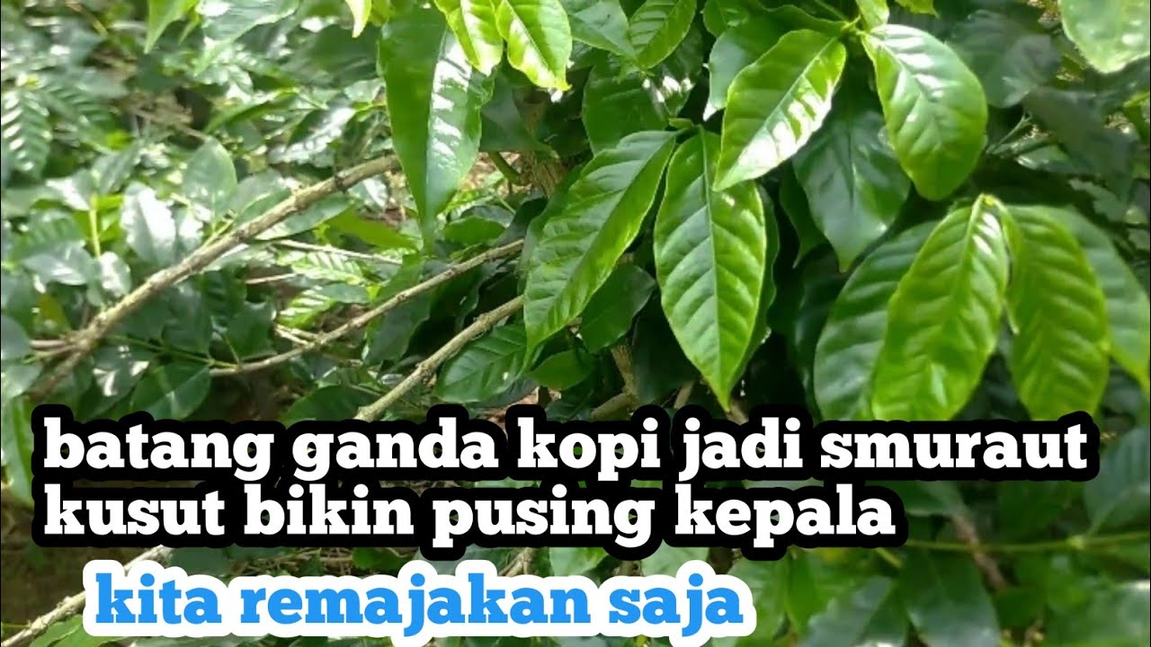 PEREMAJAAN  KOPI ARABIKA BATANG GANDA