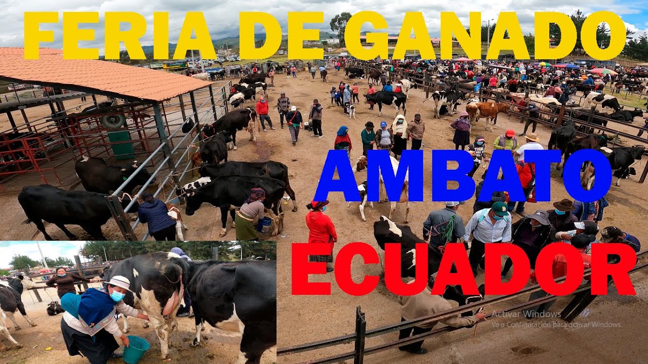FERIA  GANADERA  EN  LA CIUDAD  DE  AMBATO  ECUADOR 2022 0