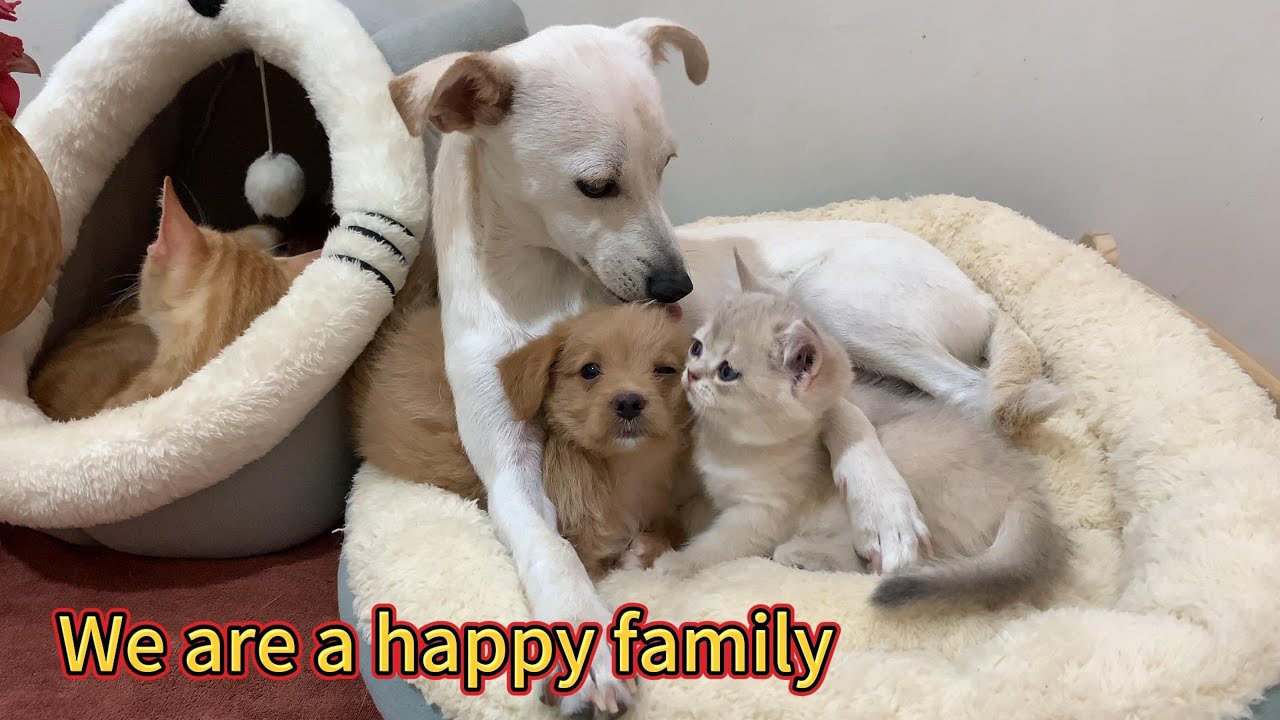 Under Kitty's leadership, the animals became good friends. A happy family! So cute and funny!