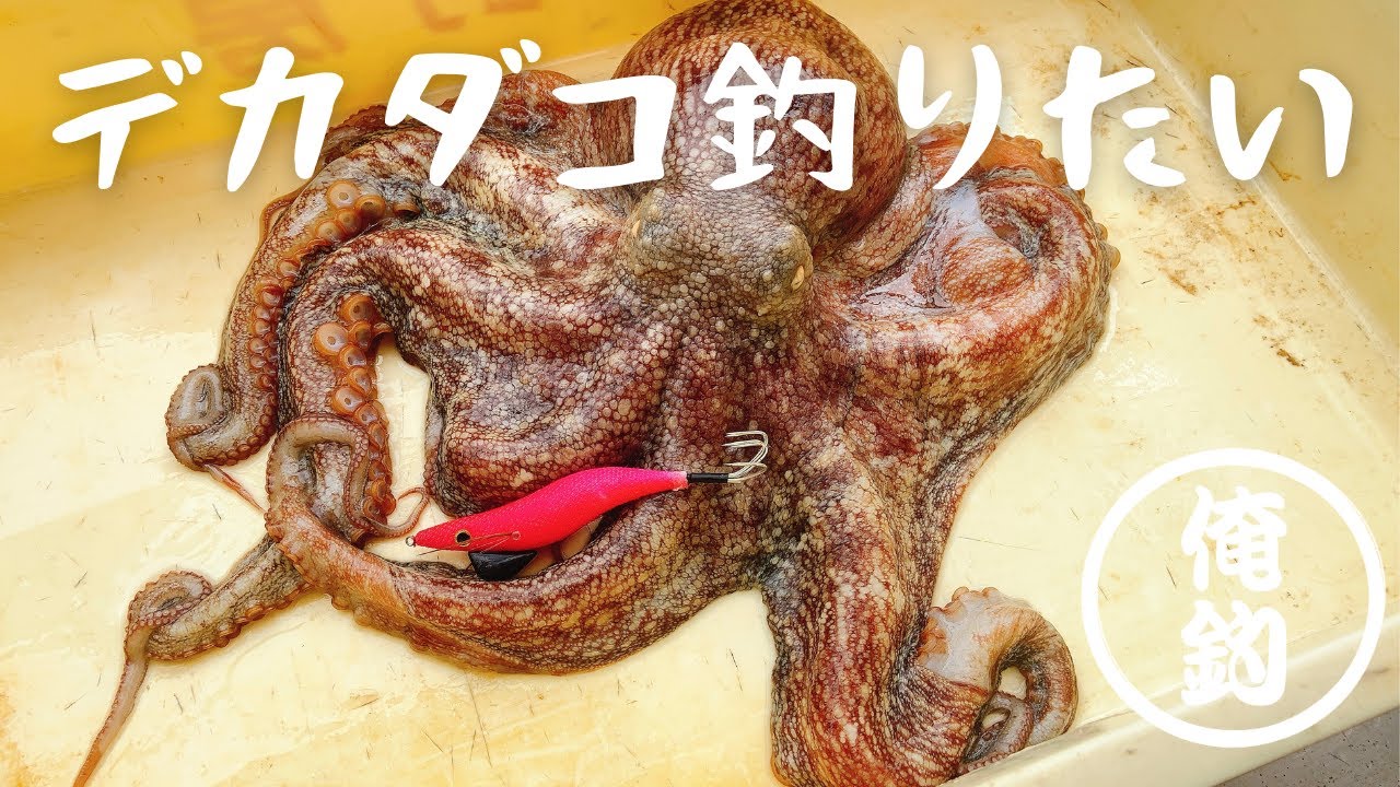 【エギタコ】我、東京湾の富岡・八景沖で大ダコに遭遇す