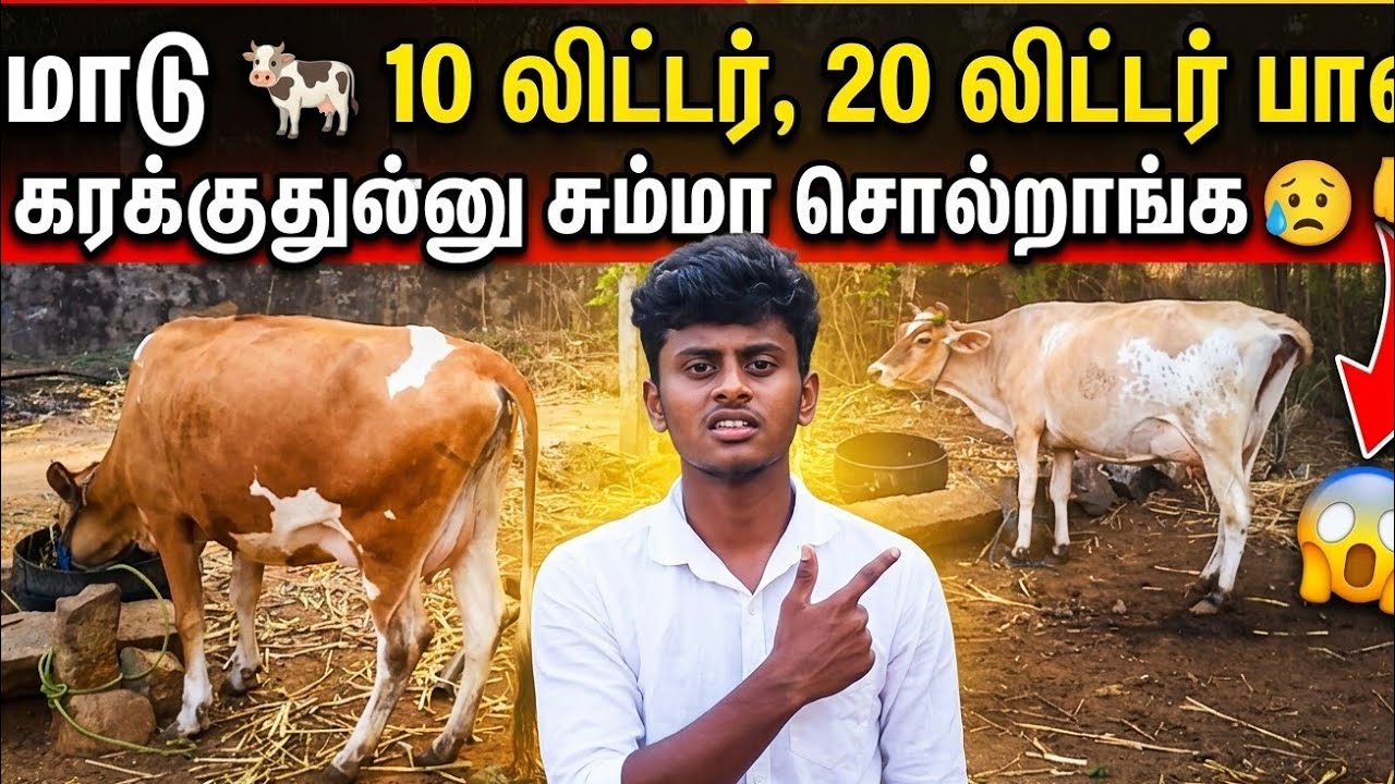 மாடு 🐄10 லிட்டர் , 20 லிட்டர் பால் karakuthunu சும்மா சொல்றாங்க😥👇 | Anand தோட்டம் 🐄🌱