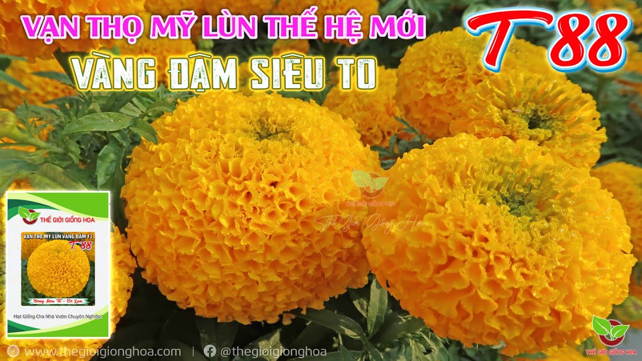 VẠN THỌ MỸ T88 VÀNG ĐẬM BÔNG SIÊU TO