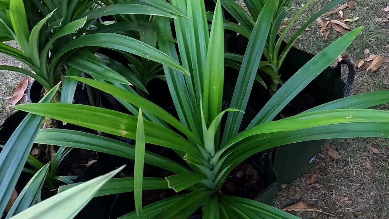 Pandan - Part 1 - what is Pandan / Pandanus amaryllifolius AKA screw pine; name issues - cool herb