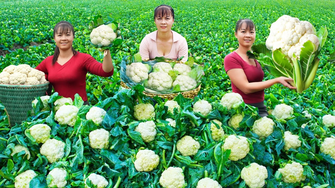 Harvesting Green Cauliflower Goes to market sell - Cooking cauliflower | Tiểu Vân Daily Life