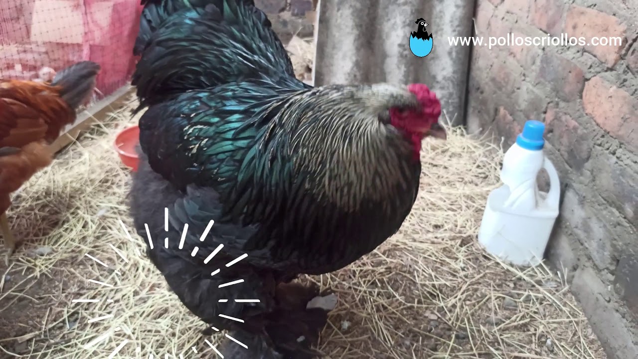 Características de los pollos de la raza Brahma