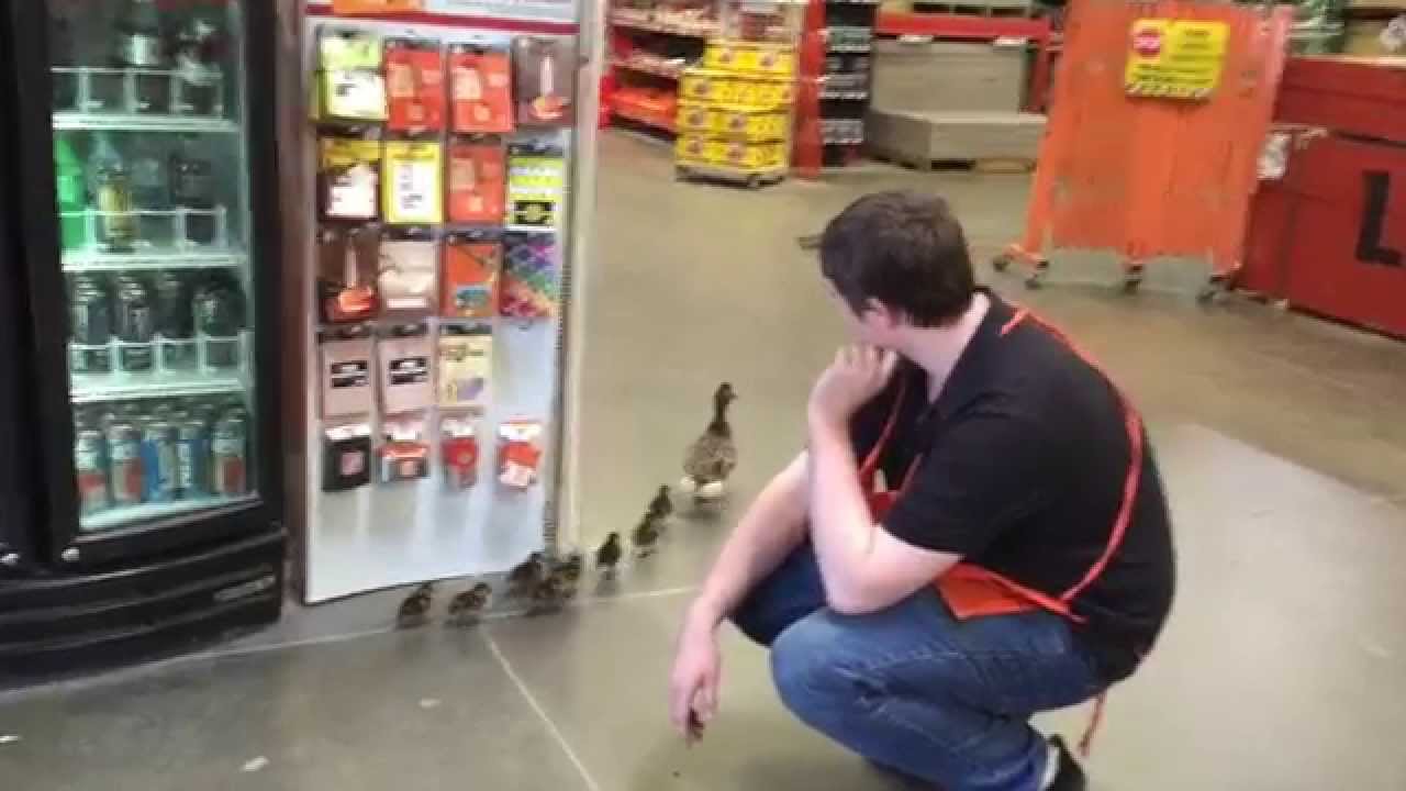 Home Depot Duck Rescue! Eek!