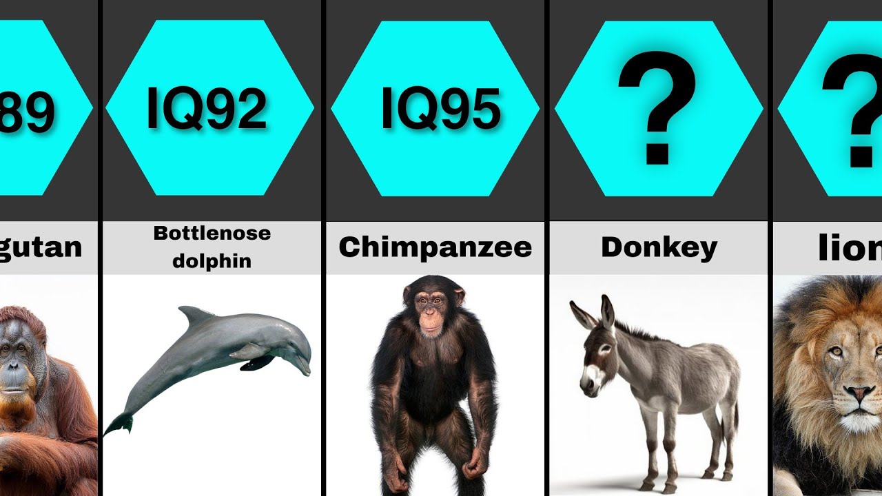 🧠The Smartest Animals and Sea Creatures Ranked by IQ | AnimalIntelligence Comparison