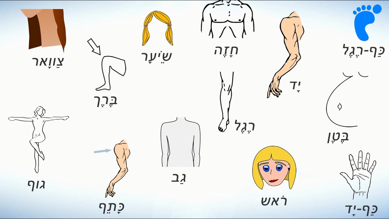 Части тела на иврите. Учим названия частей тела человека