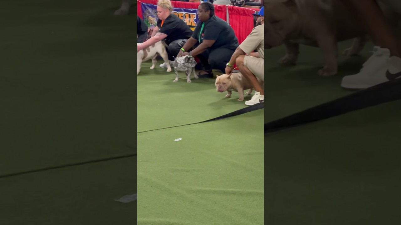 Ddk FreakNik Dog show in Atlanta Georgia was something to see #topdollarkennel #cbkennels #dogshorts