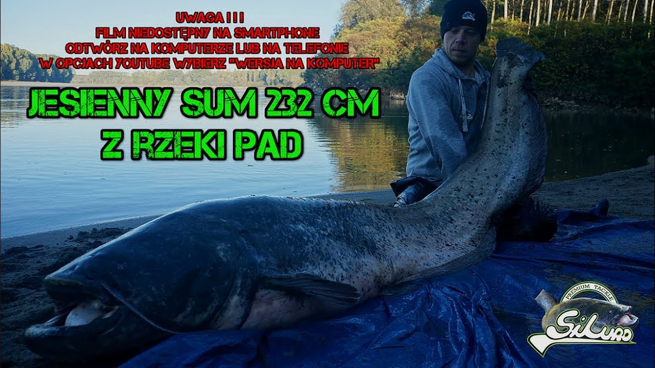 WĘDKARSTWO SUMOWE - JESIENNY SUM 232 cm Z RZEKI PAD czyli jak złowić suma  - CATFISHING