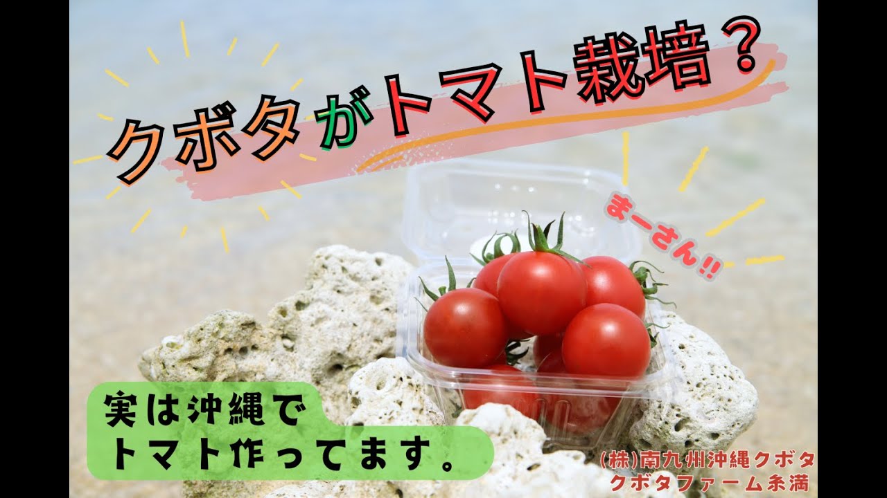 【最先端のトマト栽培!?第３弾】実は沖縄でトマト作ってます！？(クボタファーム糸満)