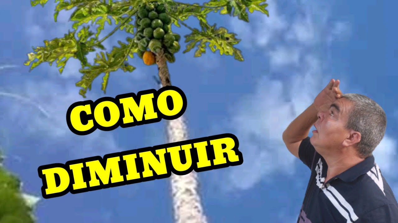 Como diminuir o pé mamão Mamão e fazer a  Calda bordalesa