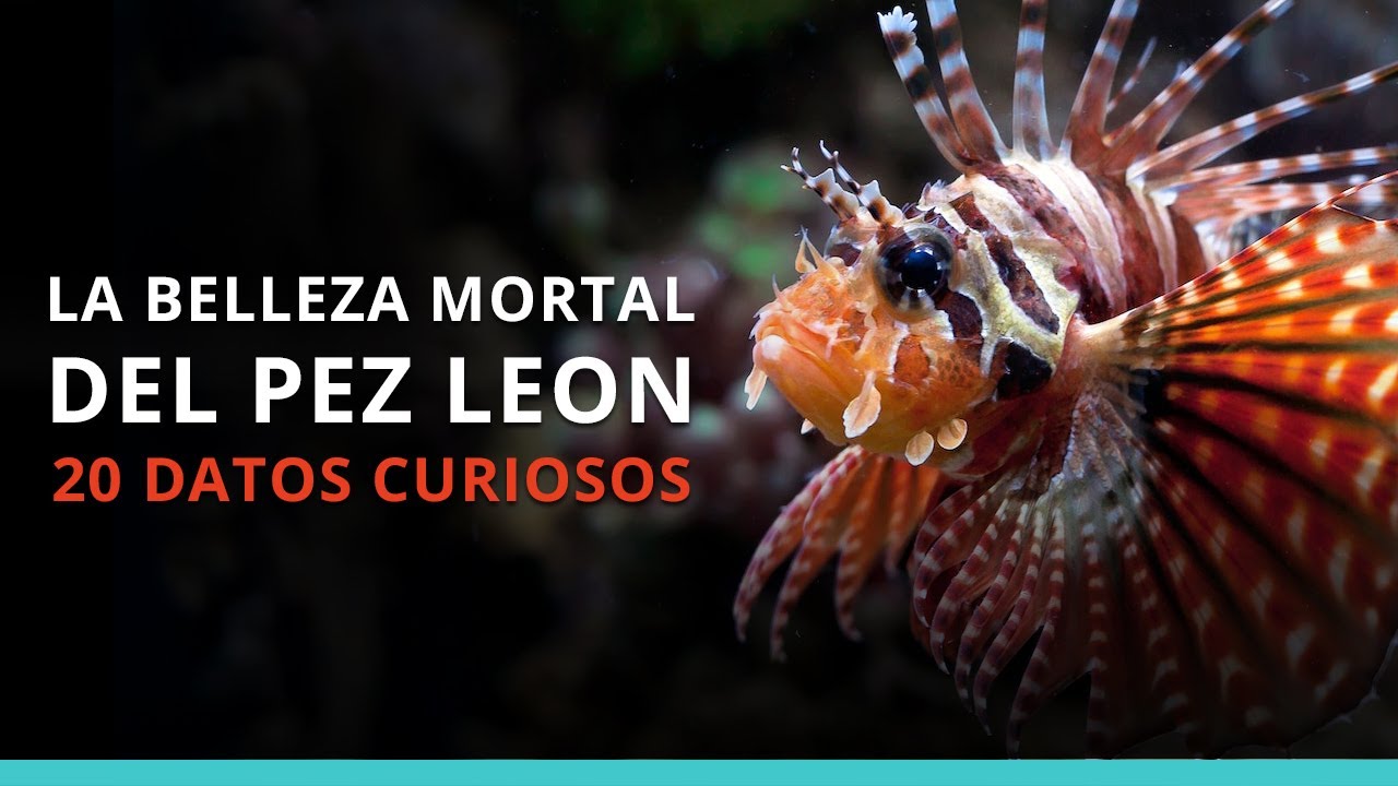 El pez León: una criatura fascinante y peligrosa que debes conocer | Acuática