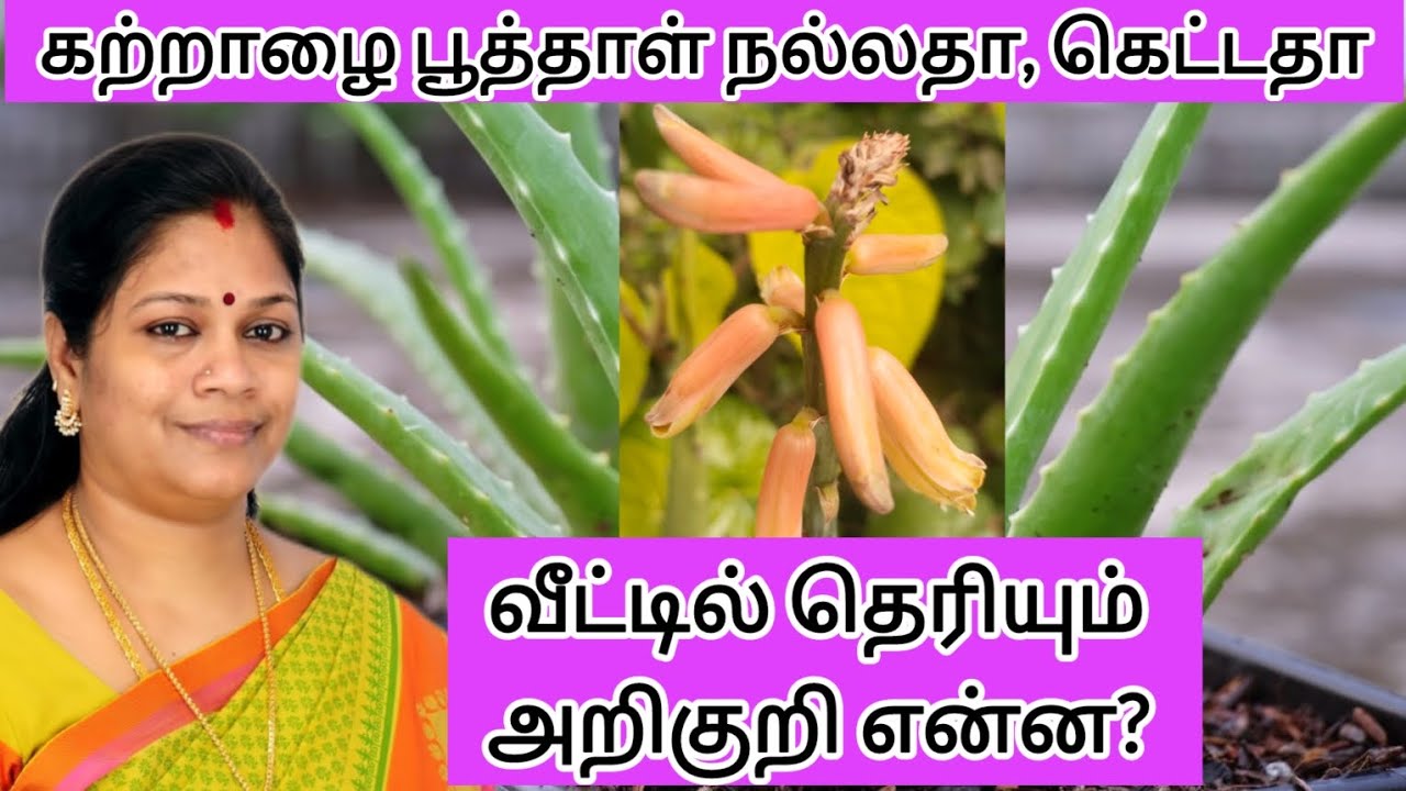 கற்றாழை பூ பூத்தாள் நல்லதா,கெட்டதா வீட்டில் தெரியும் அறிகுறி என்ன #trendingvideo #கற்றாழை