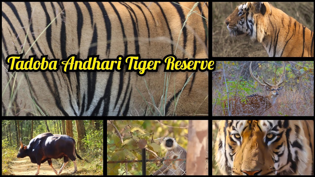 Tadoba Andhari Tiger Reserve#ताडोबा#wildlife#tiger#indian forest