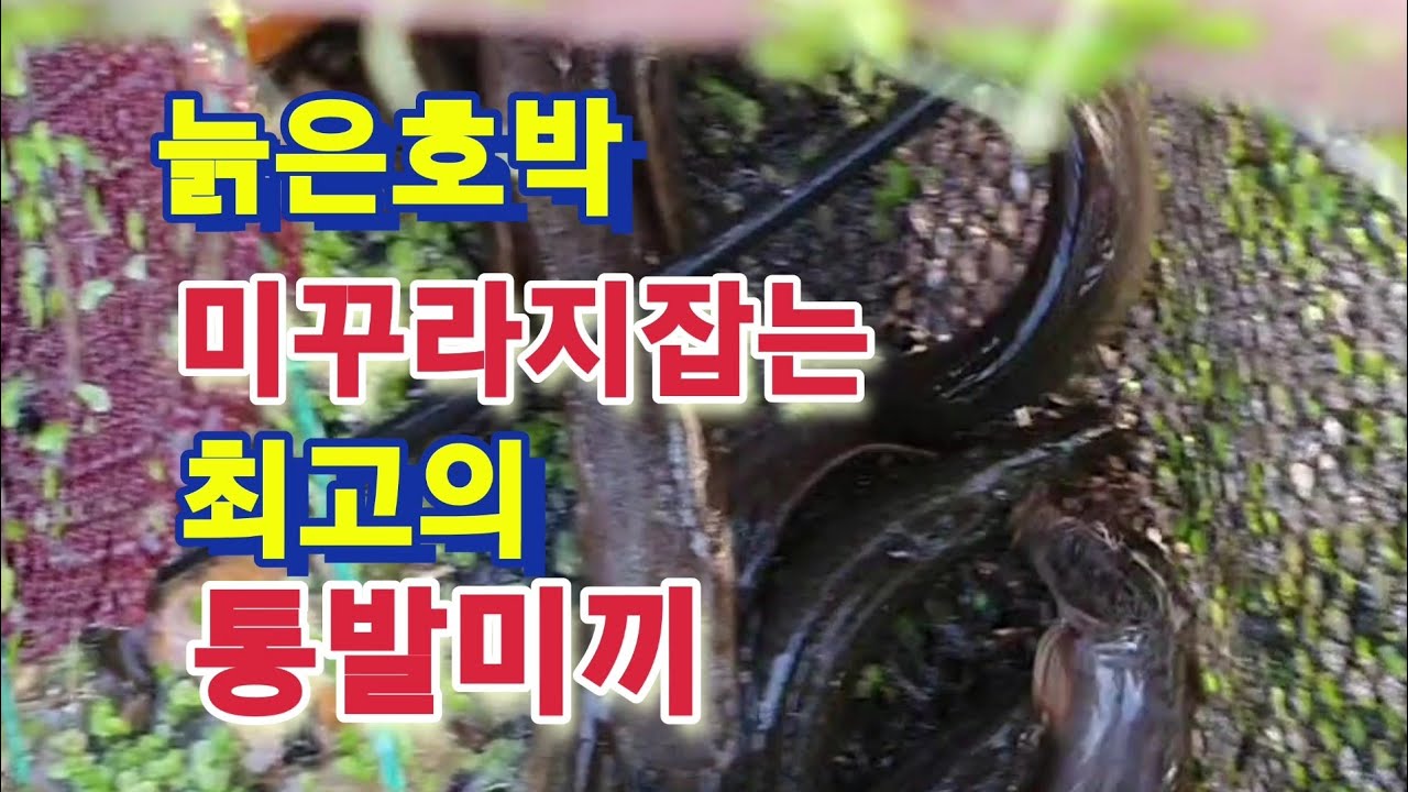 늙은호박 통발미끼 미꾸라지 왕창잡는 신기한영상