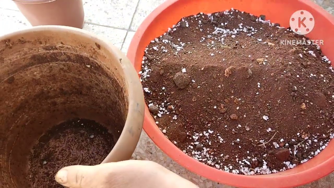 Mine Çiçeği ❤️ Verbena Çiçeği ❤️ budaması ve saksı değişimi