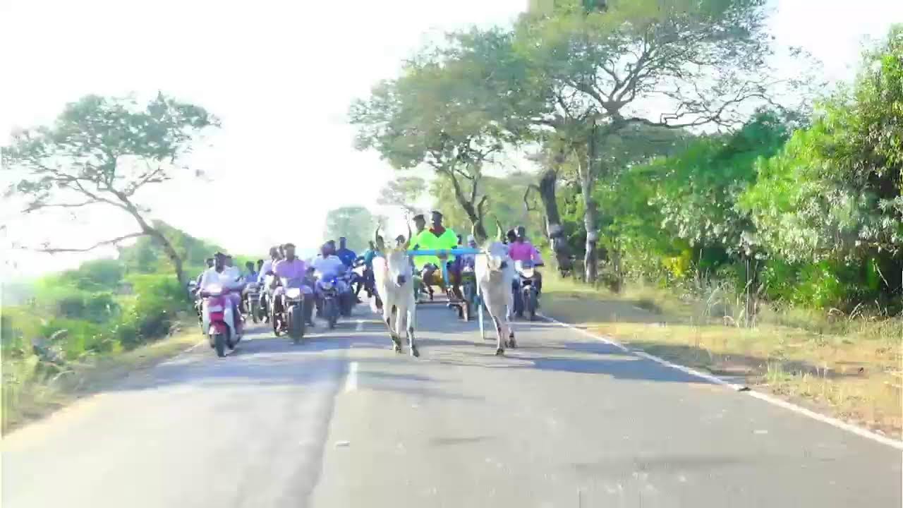 ⭕LIVE|பெரியமாடு கோவினிப்பட்டி 25000 ஆயிரம் யாருக்கு??|பந்தய நேரலை
