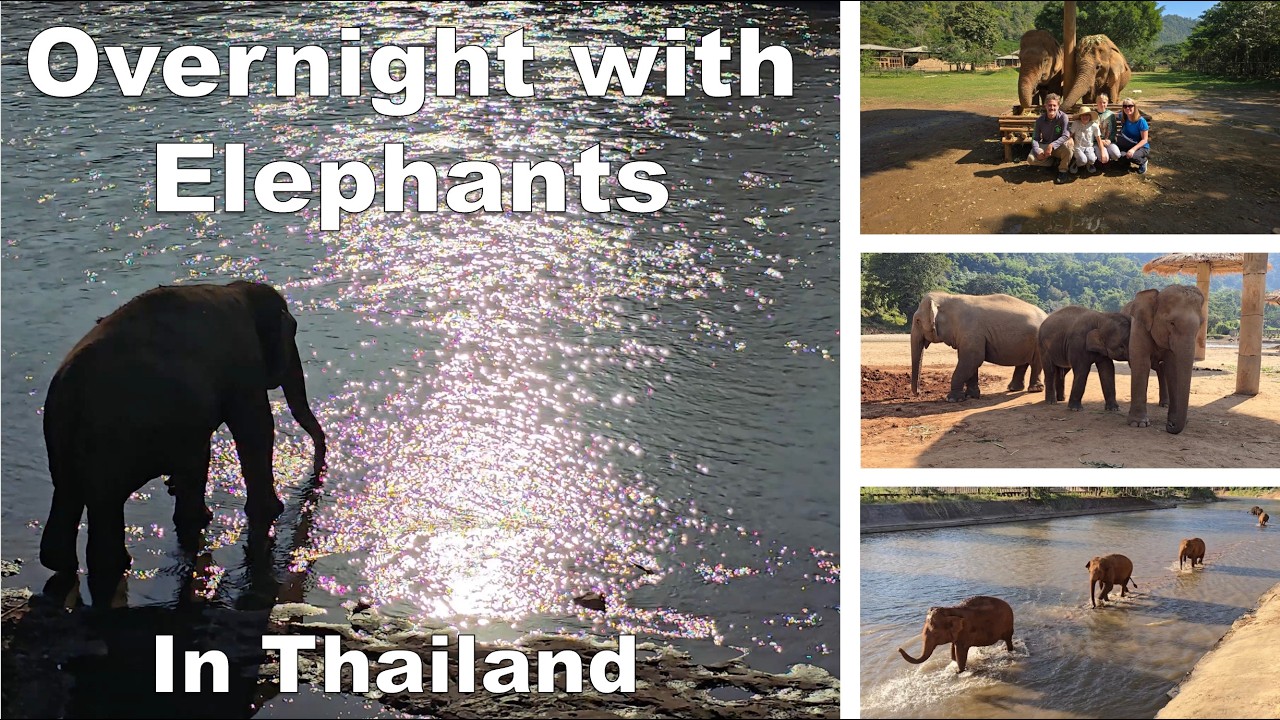 Staying Overnight at Elephant Nature Park, Thailand | Ethical Elephant Sanctuary