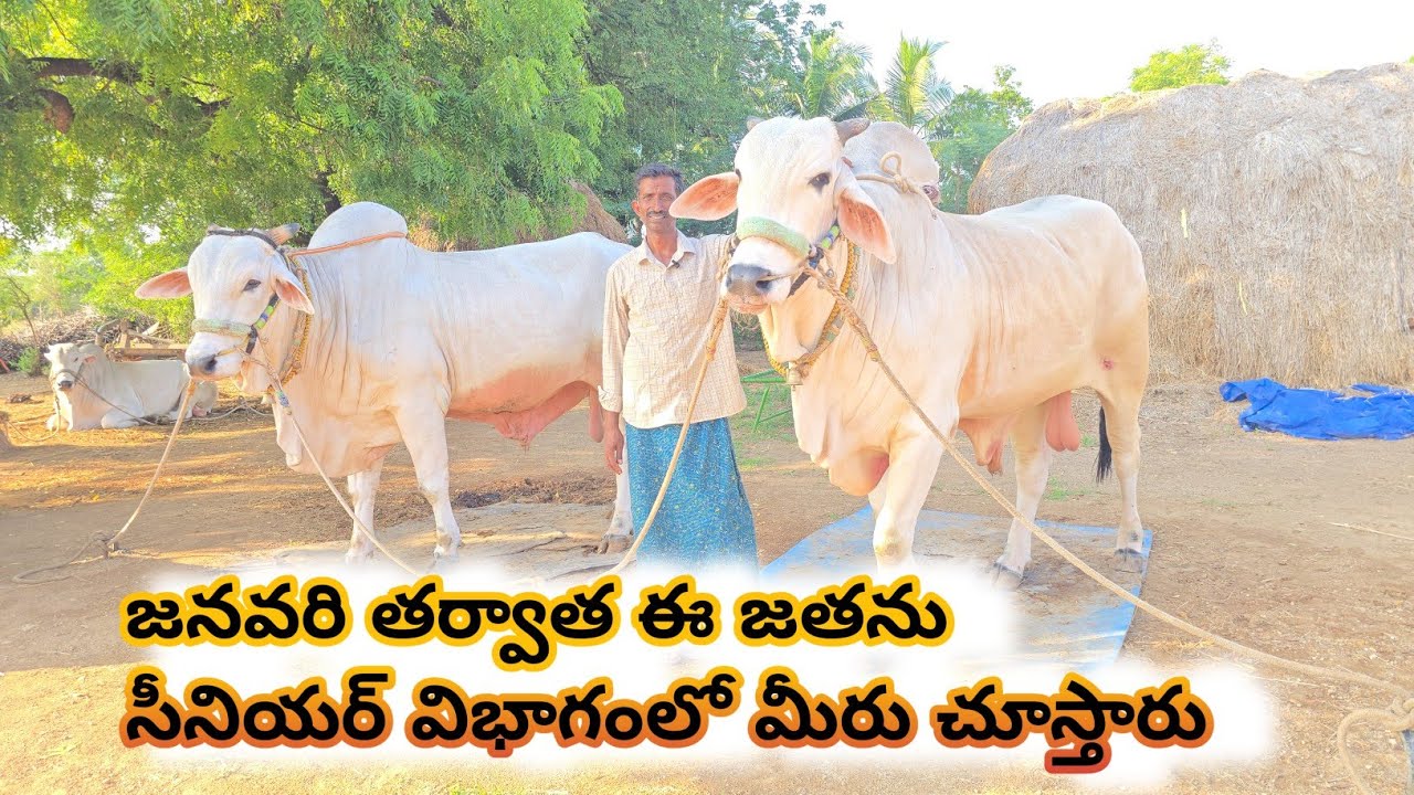 నా ఎద్దు ని నేను అమ్మను ఈ జతతో సీనియర్ విభాగంలో పాల్గొంటాను || ఉమ్మారెడ్డి వెంకటేశ్వర రెడ్డి గారు