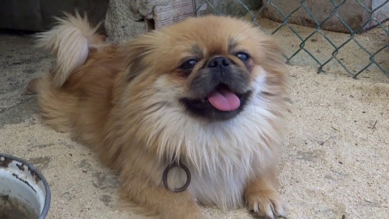 Birol KARA'nın Çiftliğindeki Pekinez, Chihuahua ve Pug Cinsi Köpekleri