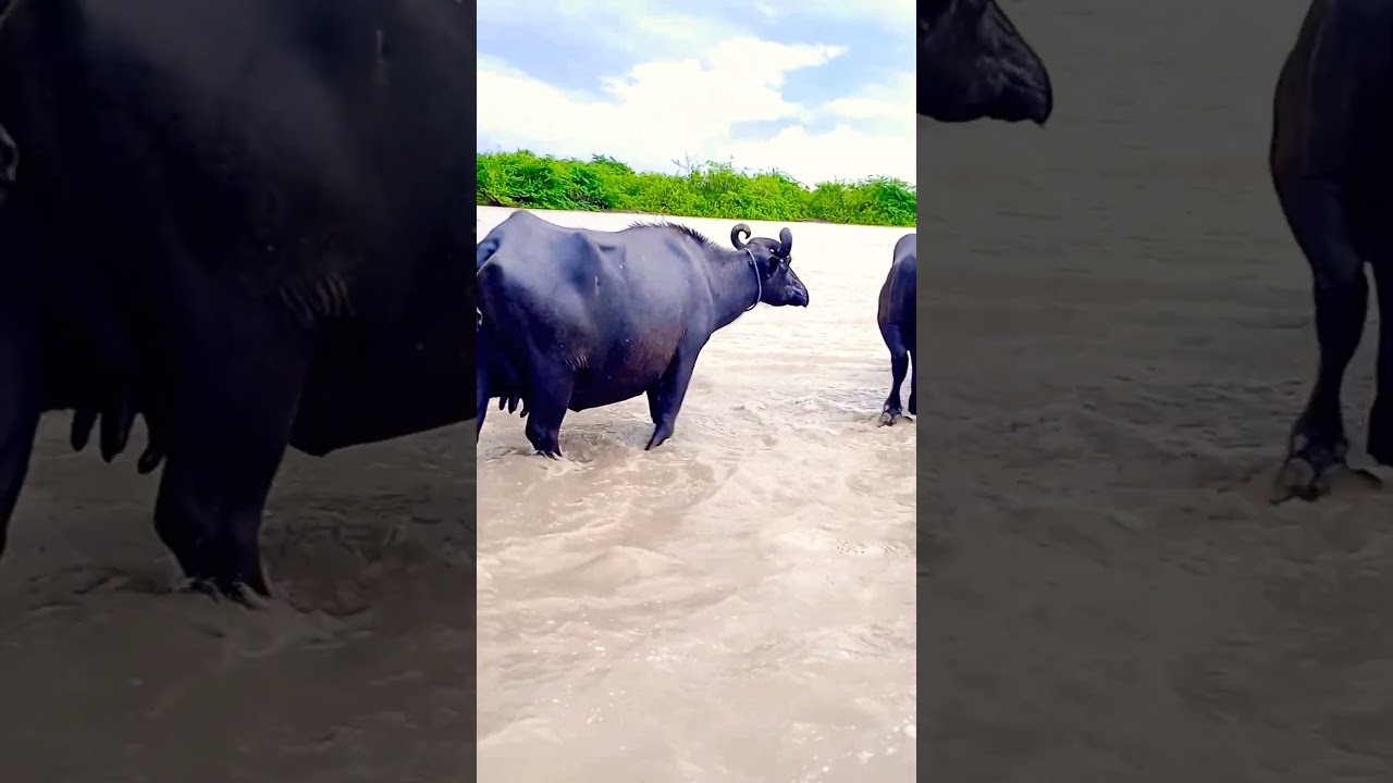buffalo ka super videos #shorts #viral #buffalo