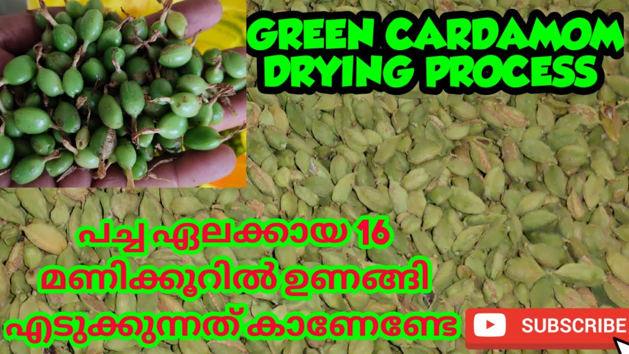 CARDAMOM DRYING PROCESS AND DRYER MACHINE